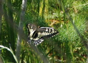 Anise Swallowtail