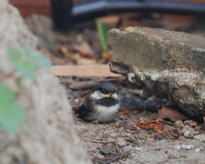 Look who dropped in this morning. CBCH in backyard.