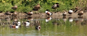Blue-winged Teal X Northern Shoveler