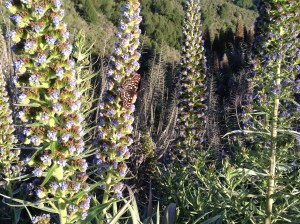 Variable Checkerspot