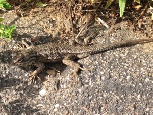 Male (post two tussles)