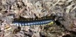 Millipede