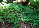 Redwood sorrel