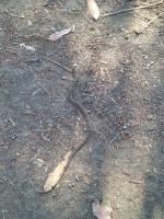 Pacific gopher snake