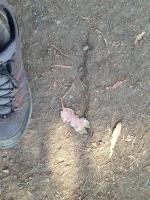 Pacific gopher snake