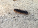 Woolly Bear caterpillar  