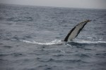 Humpback Whale