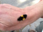 Spotted Tussock Moth or Yellow-Spotted Tiger Moth