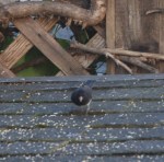Slate-colored Junco