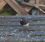 Slate-colored Junco