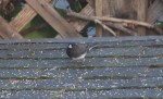 Slate-colored Junco
