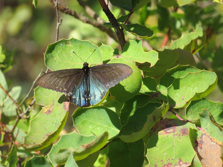 Pipevine Swallowtail (8/23/14, Tilden Botanical Garden)