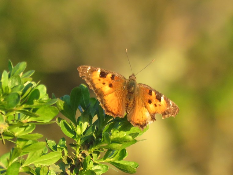 California tortoiseshell