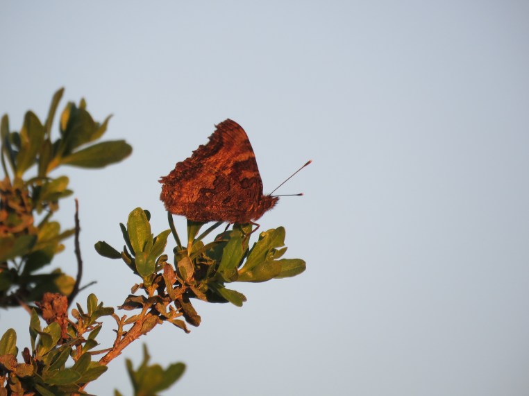 California tortoiseshell