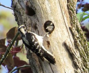 Downy Woodpecker