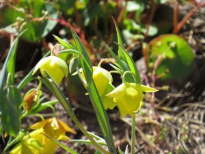 Mount Diablo globelily, Mt. Diablo fairy lantern (LILIACEAE Calochortus pulchellus)