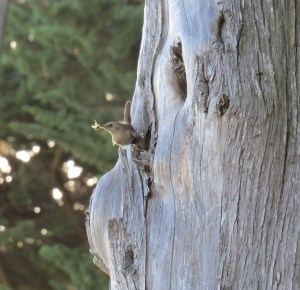 House Wren