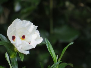 Crimson Spot Rock Rose