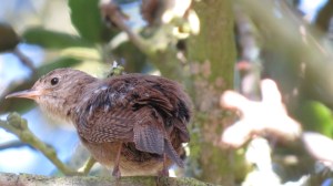 House Wren 