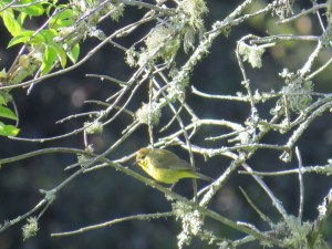 Orange-crowned Warbler