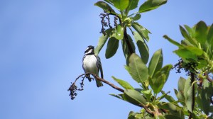 Black-throated Gray Warbler