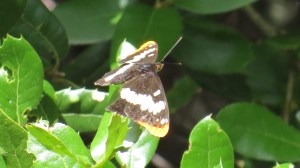 Lorquin's Admiral