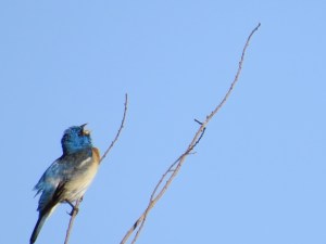 Lazuli Bunting