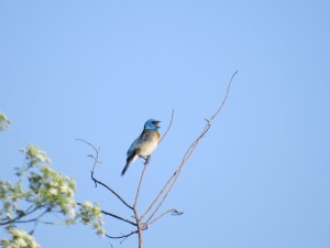 Lazuli Bunting