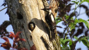 Downy WoodpeckerDowny Woodpecker