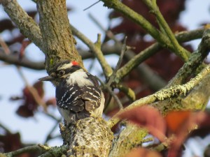 Downy Woodpecker