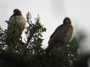Red-tailed hawks