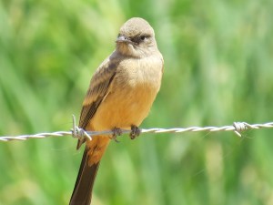 Say's Phoebe