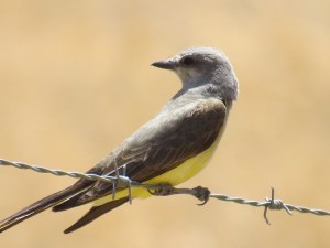 Western Kingbird