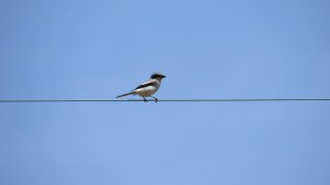 Loggerhead Shrike