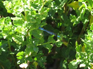 Damselfly: American Bluet (unknown)