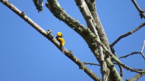 Hooded Oriole
