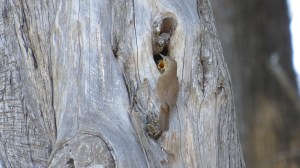 House Wren young