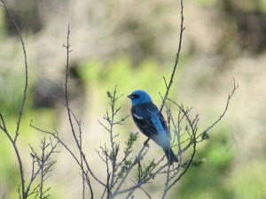 Lazuli Bunting