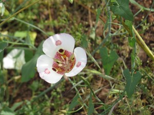 mariposa lily, mariposa LILIACEAE Calochortus venustus