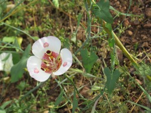 mariposa lily, mariposa LILIACEAE Calochortus venustus