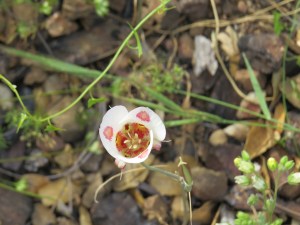 mariposa lily, mariposa LILIACEAE Calochortus venustus