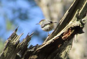 Pygmy Nuthatch