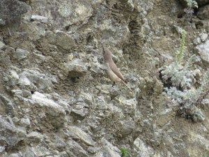 Rock Wren