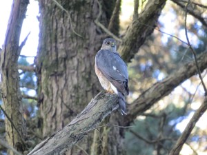 Sharp-shinned Hawk