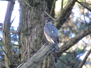 Sharp-shinned Hawk