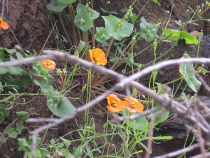 Wind Poppy (PAPAVERACEAE Papaver heterophyllum) (Poppy Family)