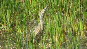American Bittern