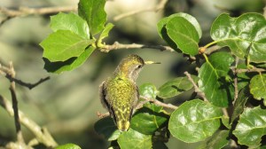 Anna's Hummingbird