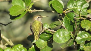 Anna's Hummingbird