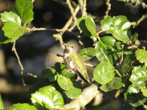 Anna's Hummingbird